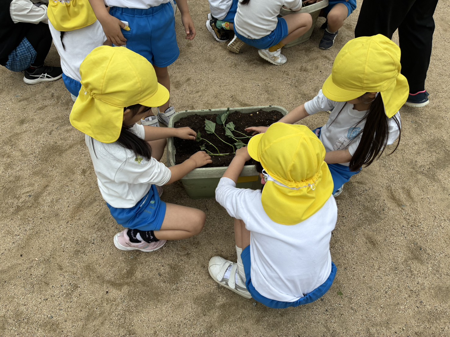 Featured image for “お芋の苗植え”
